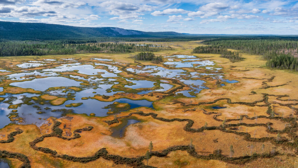An aerial view of a region covered by scrubby vegetation interspersed with open water.