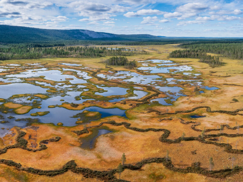 Restored Peatlands Could Become Carbon Sinks Within Decades