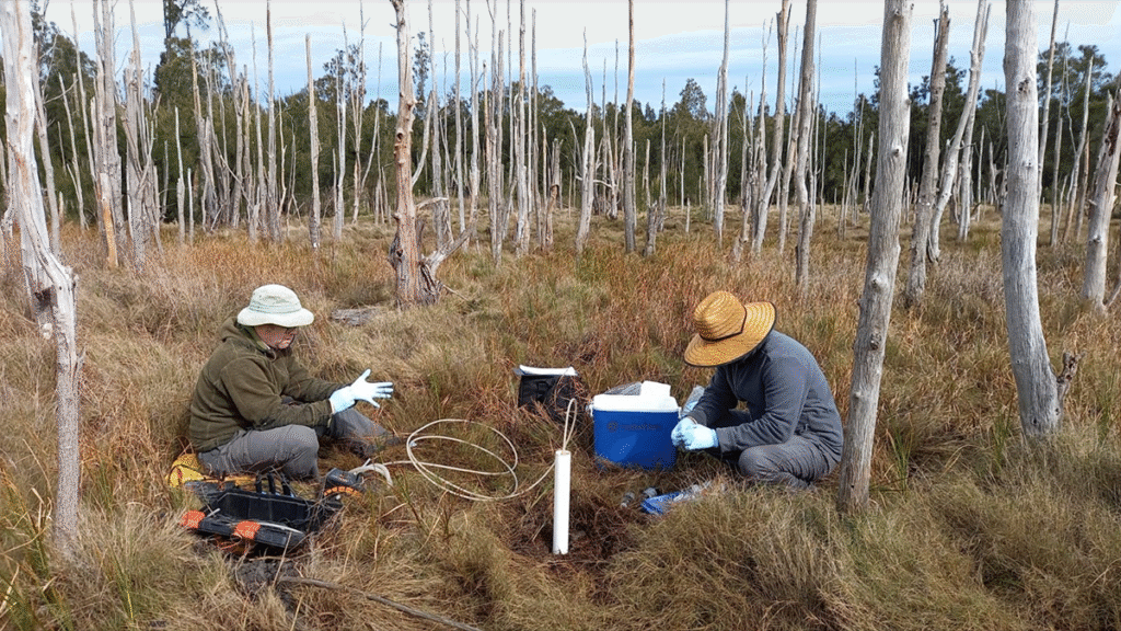 Two scientists collecting samples in a wetland.