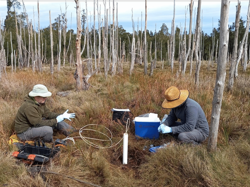 Coastal Wetlands Restoration, Carbon, and the Hidden Role of Groundwater