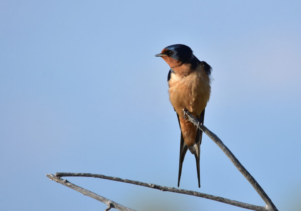 Close-up view of a barn swallow standing on the end of a thin branch against a background of blue sky