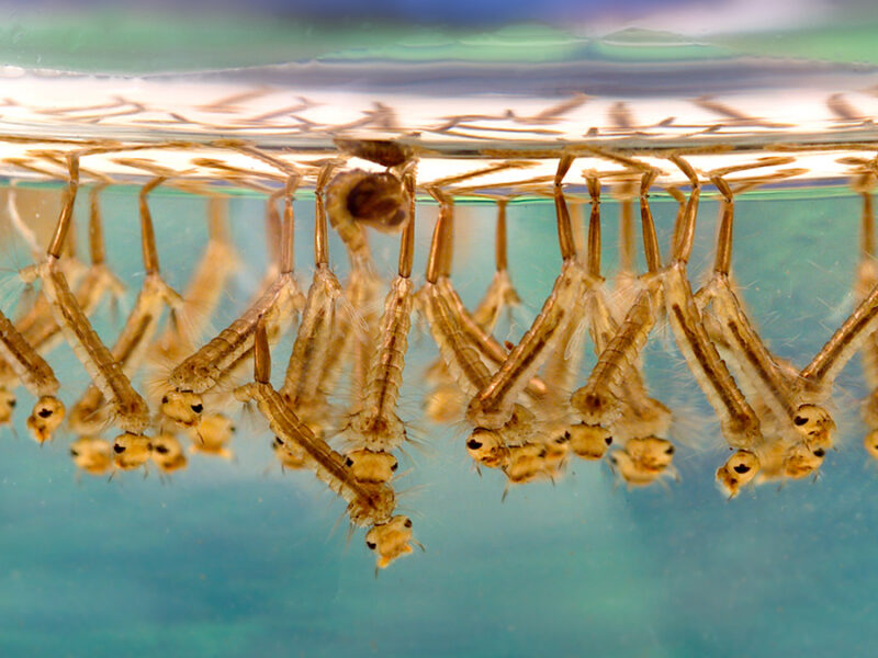 New Method Could Improve U.S. Forecasting of West Nile Virus