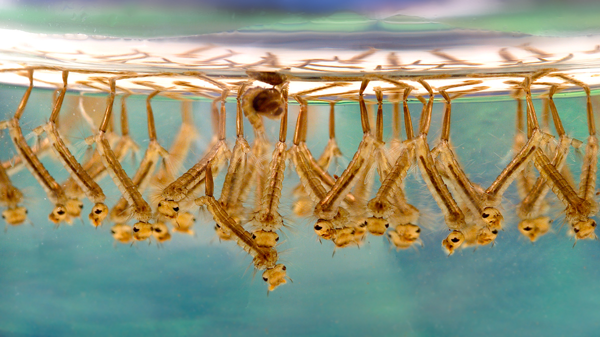 The larvae of Culex mosquitoes cluster together underwater.