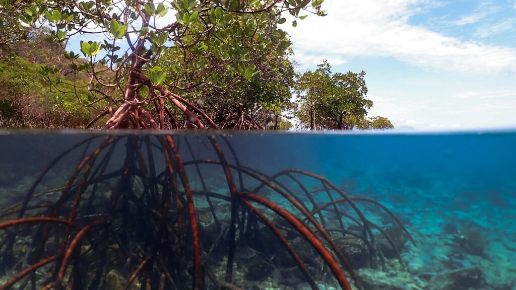 A half-underwater image shows the leaves (above the water) and roots (underwater) of mangrove plants.