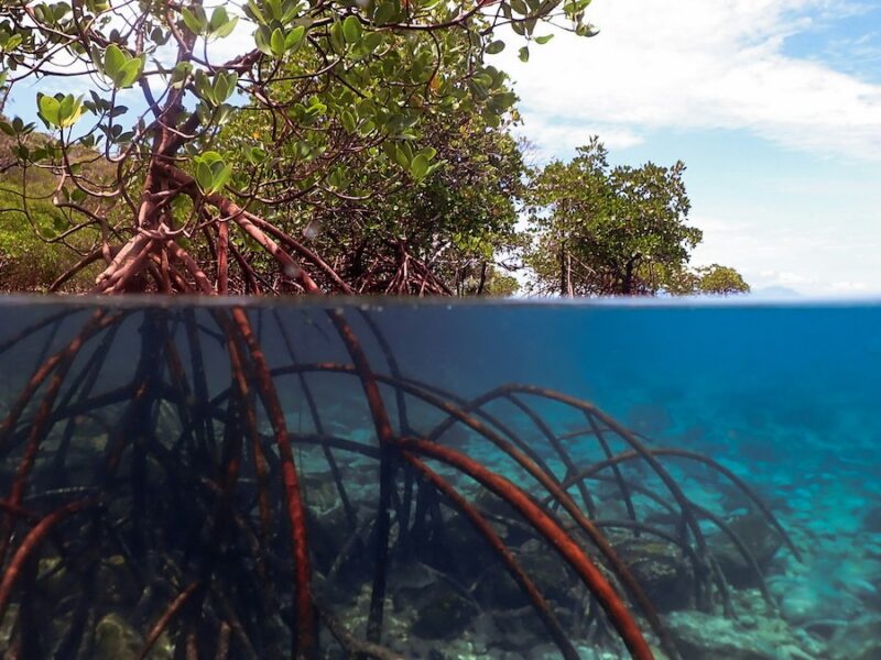 With the Ocean Included, the Social Cost of Carbon Doubles