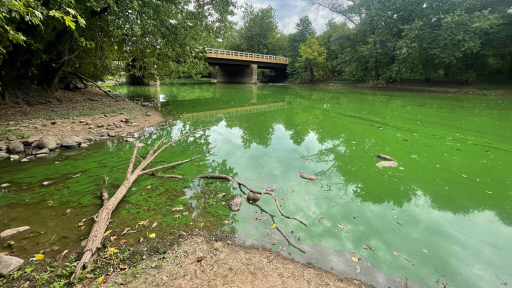 View from the shoreline of a small, tree-lined river that is almost entirely tinted bright green by algae. A low bridge crosses the river in the background.