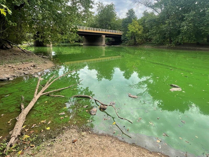 How to Accelerate Advances in Ecological Forecasting