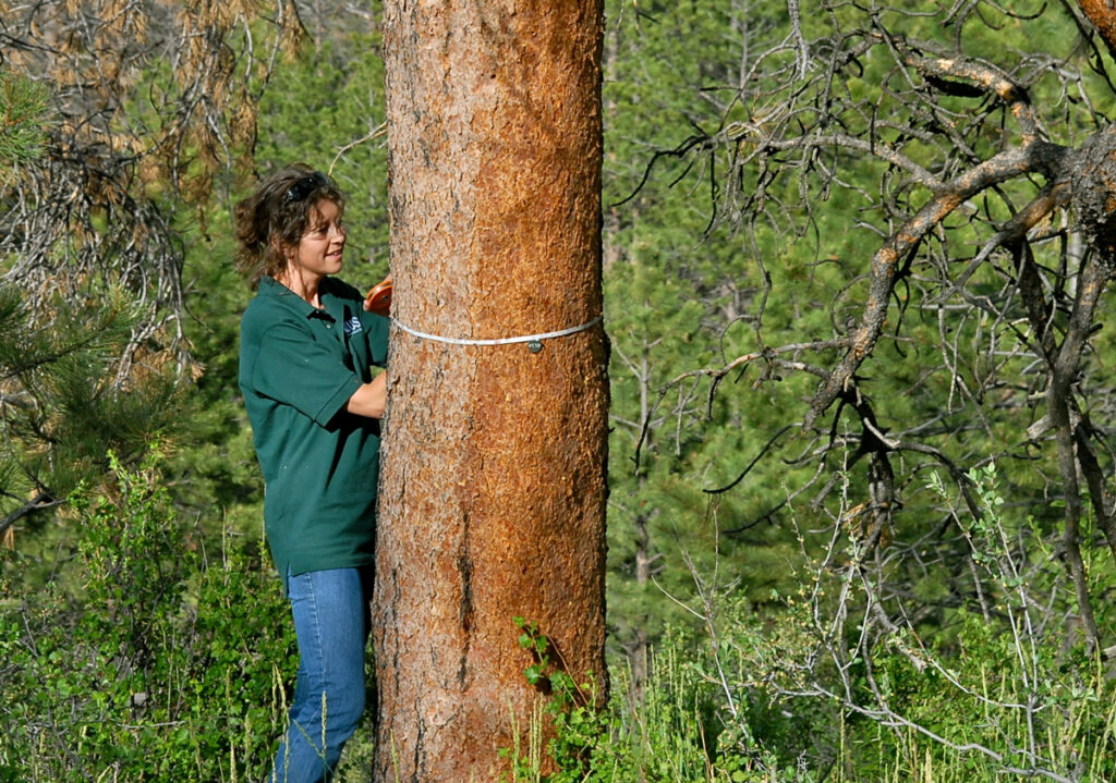 A scientist standing amid low brush and dead pine tree branches holds a thin measuring tape around the trunk of a tree.