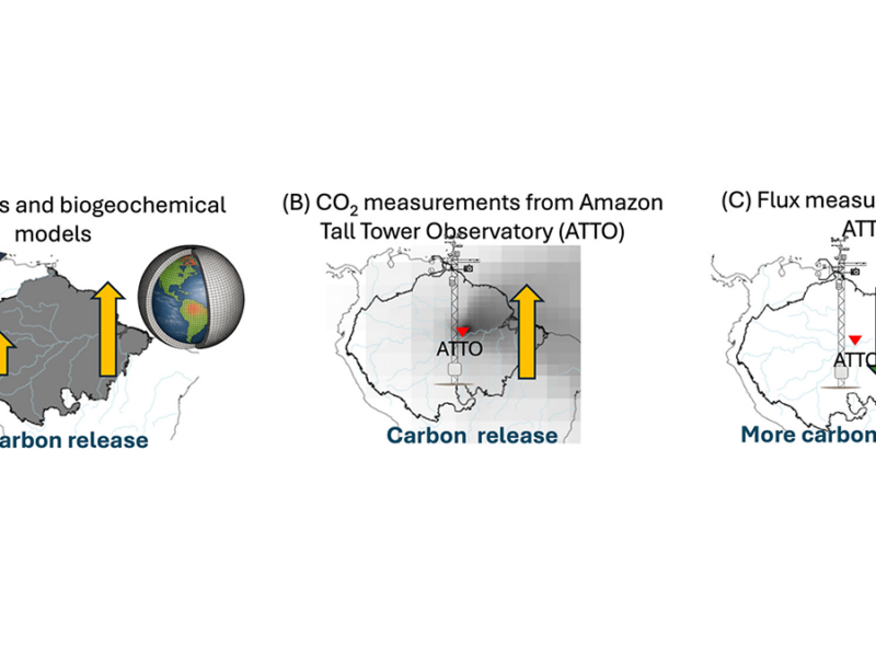 Severe 2023 Drought: Sinking Carbon Sink in the Amazon