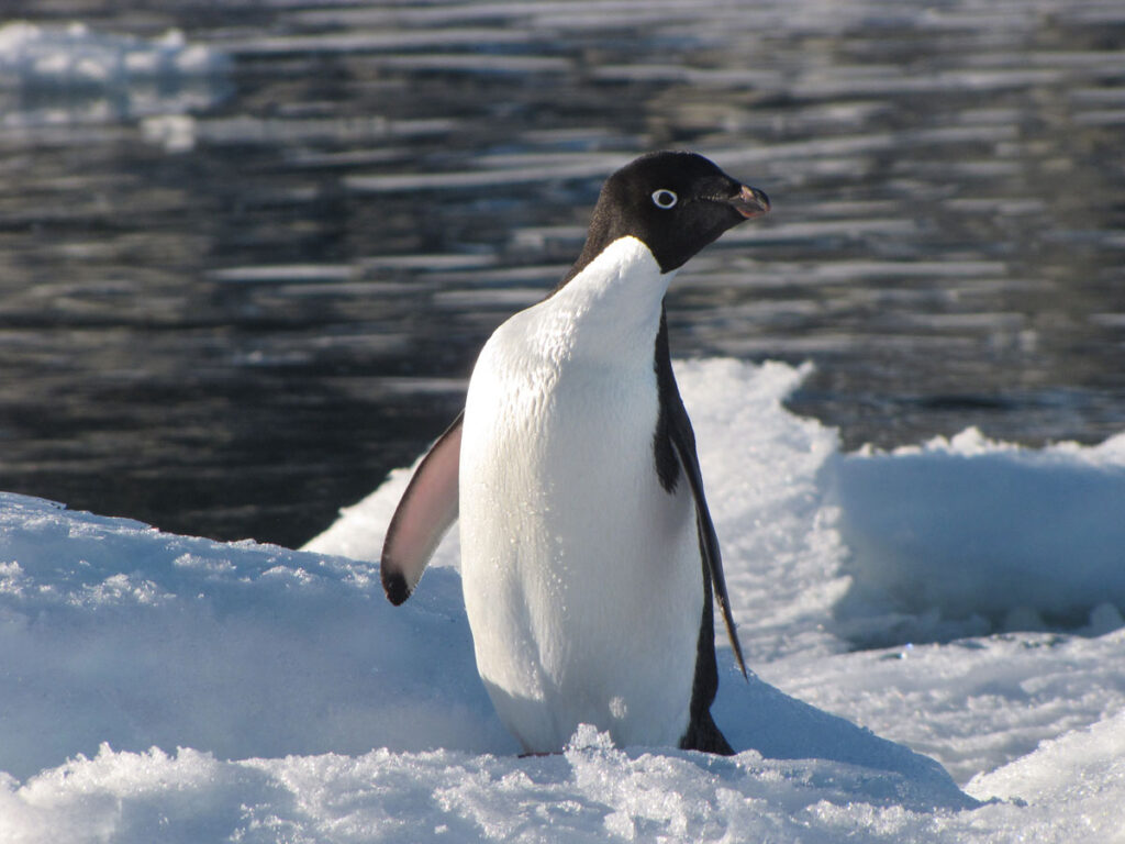 A penguin stands on snowy ground, looking to its left. There is water visible behind it.