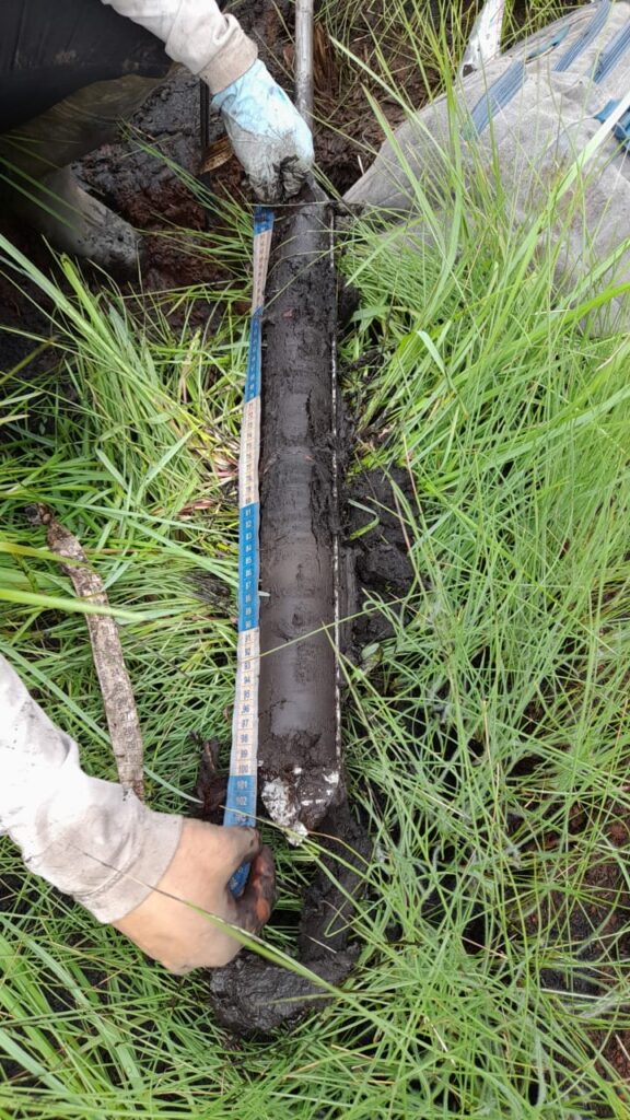 A scientist measures a dark brown soil core with a white and blue tape measure.