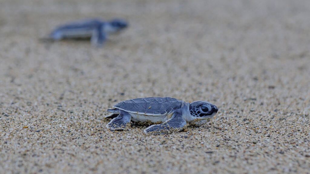 Two baby sea turtles crawl in the sand on a beach in Indonesia.