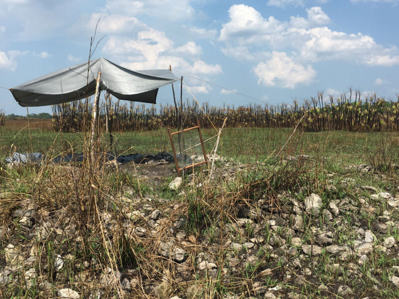 Ancient Maya Wetlands Reveal Settlement That Thrived Amid “Collapse”