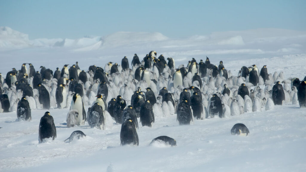 A large group of emperor penguins huddles together on Antarctic sea ice.