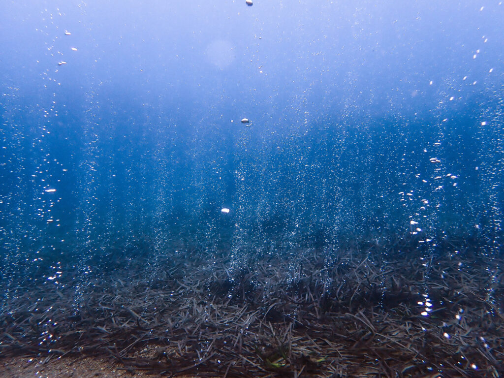 Underwater view of bubbles rising from the seafloor