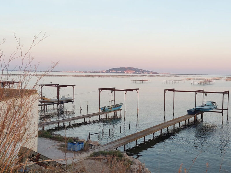 Mediterranean Mussel Farming Could Collapse by 2050