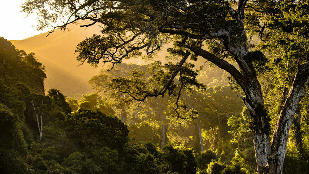 A forest at golden hour