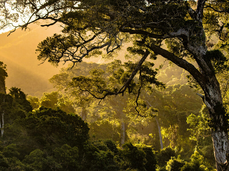 Location, Location, Location: The “Where” of Reforestation May Matter More Than the Extent