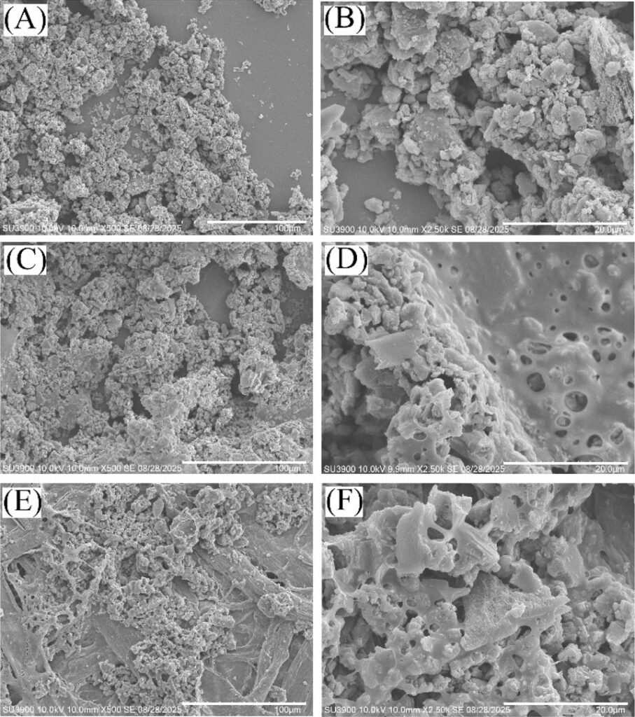 Six black-and-white scanning electron microscopy images show porous surfaces. Those on the right appear to have larger holes.