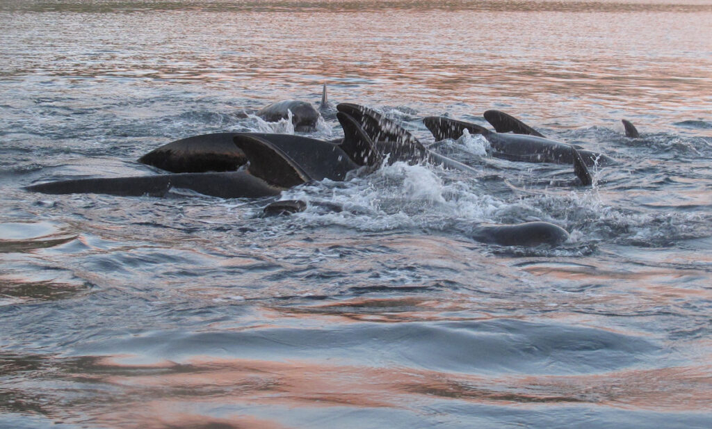 A group of whales’ fins breach the surface of the water.