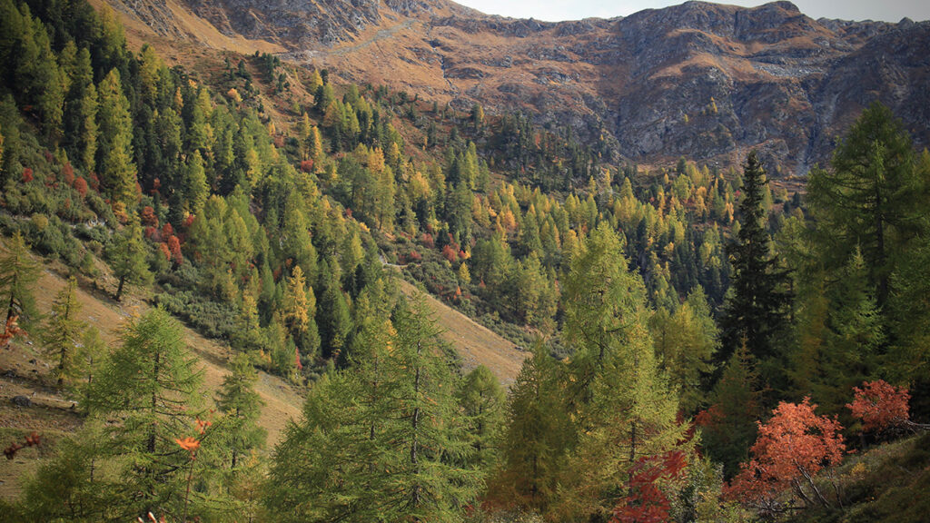 A forest on a mountainside has mostly green trees, with sprinkles of autumn red and yellow. A brown mountain is in the distance.