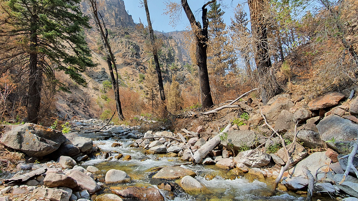 A rocky stream flows through a landscape of burned trees. A mountain is visible in the background.