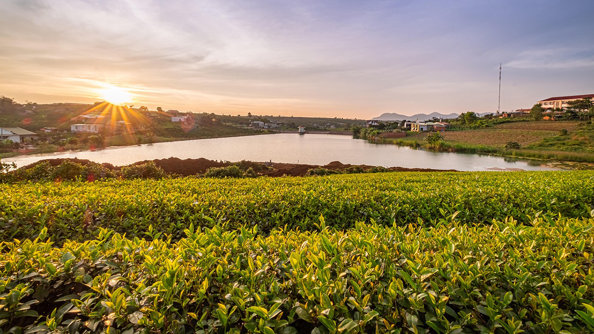 Sunrise over a crop field and a small lake.