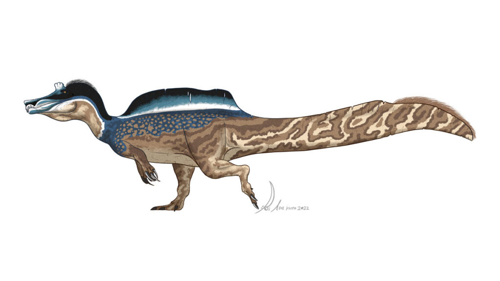 Reconstruction of the Irritator challenger dinosaur.