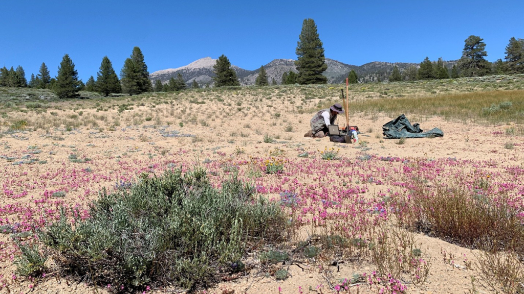 Photo of a scientists installing equipment in the field.
