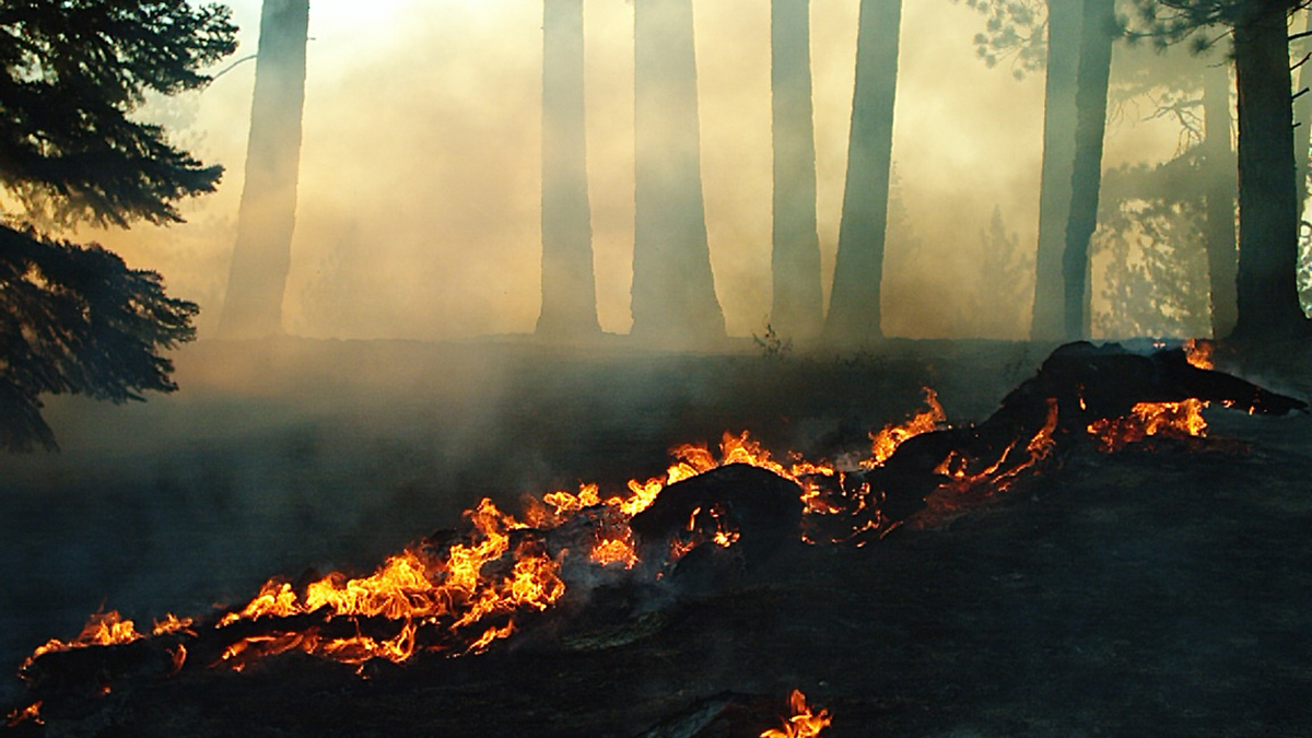 The West Kern Fire and thick smoke move through trees near the boundary of California’s Sequoia National Park.
