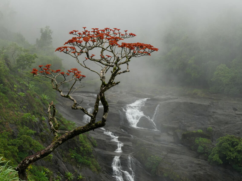 The Surprising Link Between a Cold Blob and the Indian Monsoon