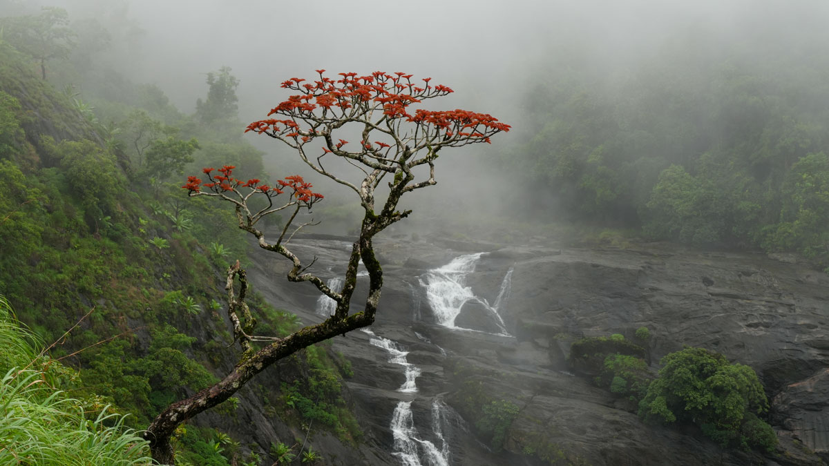 A small tree bearing red flowers grows from a lush, green hillside with mist and a small waterfall in the background.