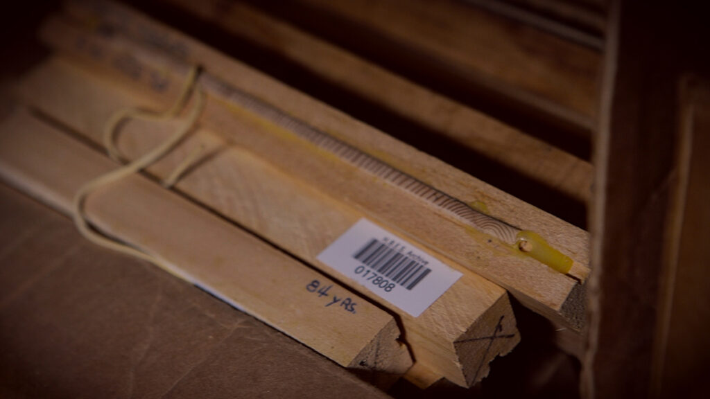 Close-up of labeled core sample from a tree labeled “84 yrs”
