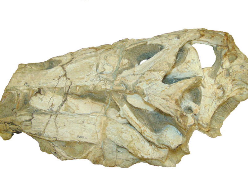 Germany to Return Contested Dinosaur Fossil to Brazil