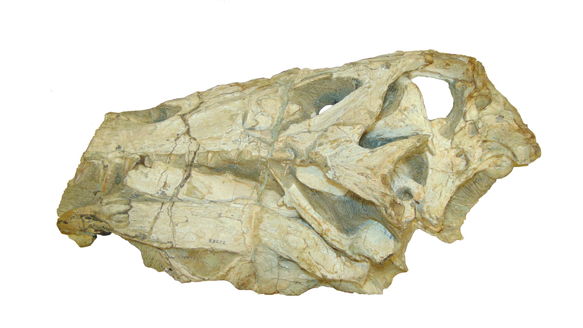 Fossil of the skull of the dinosaur Irritator challengeri