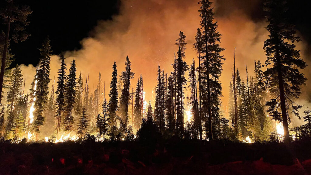A wildfire burns in a forest at night.