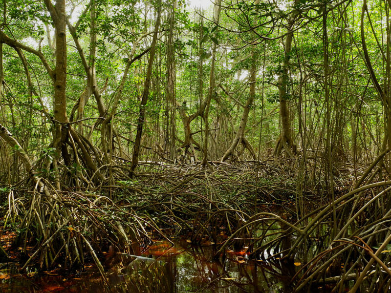 Mangroves May Be Losing Their Grip on Carbon Storage as Sea Levels Rise