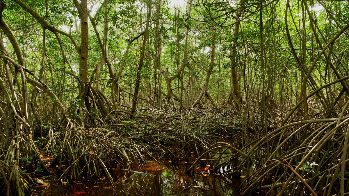 Sunlight streams through the canopy of a mangrove forest.