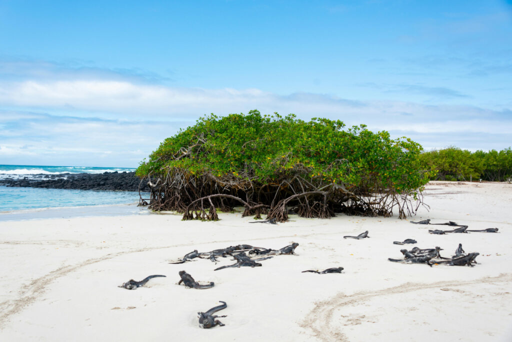 A copse of mangroves grows on a sandy shore. Dozens of iguanas lounge on the sand.