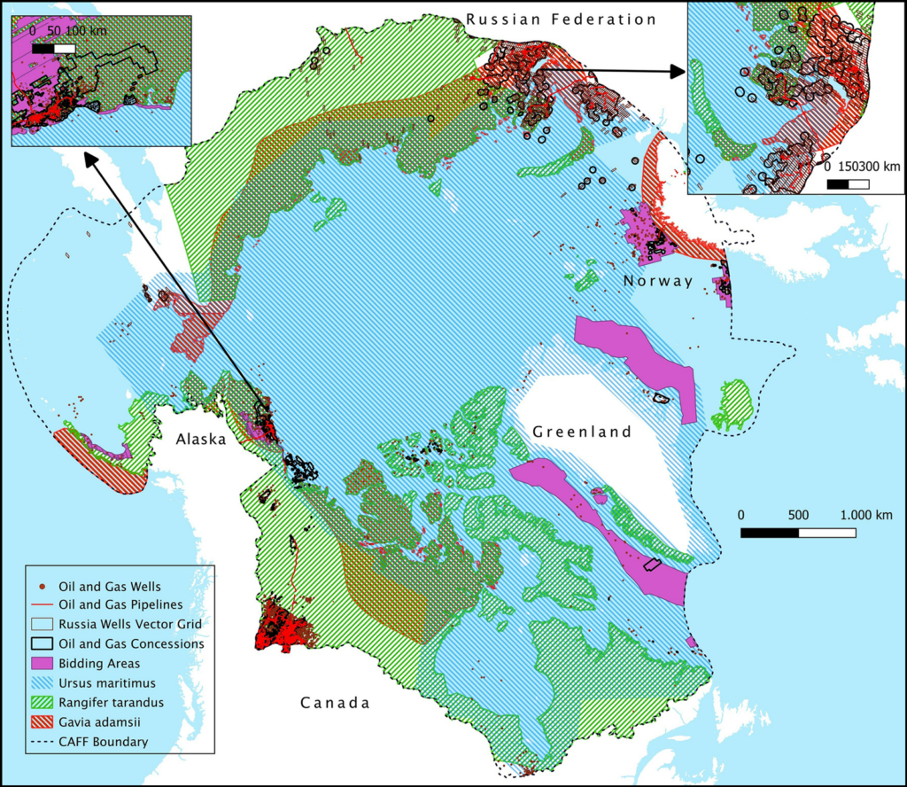 A map of the Arctic shows where oil and gas activities overlap with the ranges of three key Arctic species: polar bears, yellow-billed loons, and caribou.