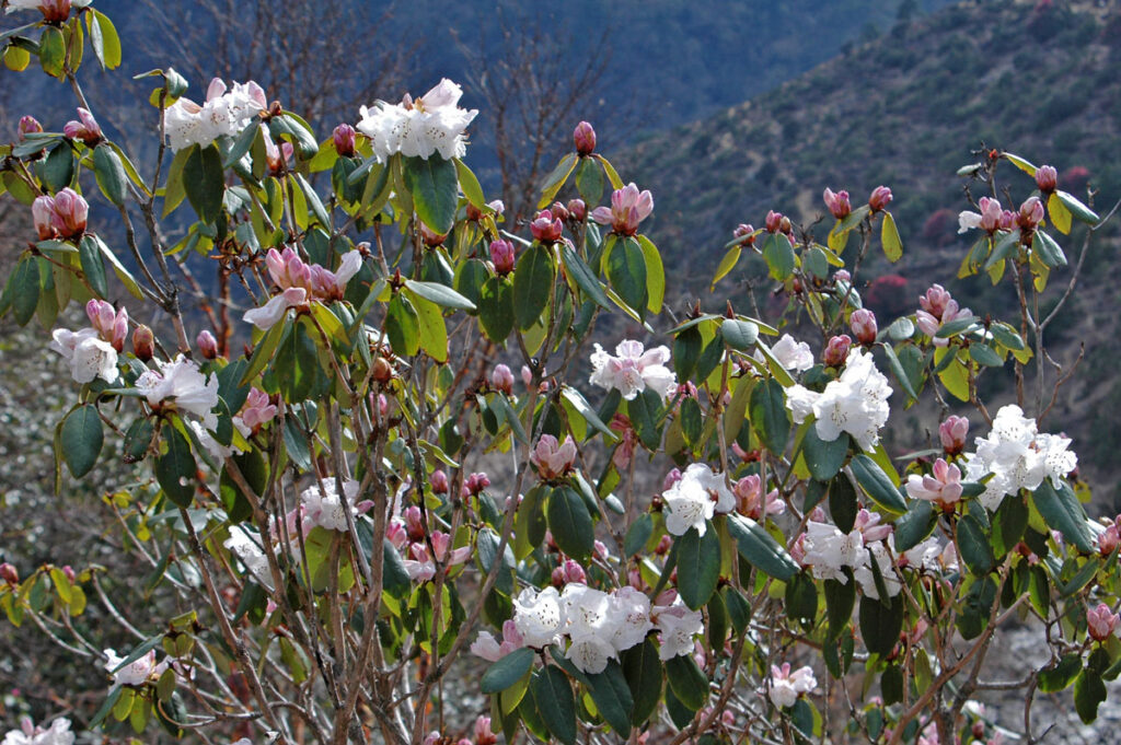 An outcropping of delicate, pinkish white flowers is seen on a mountainside.