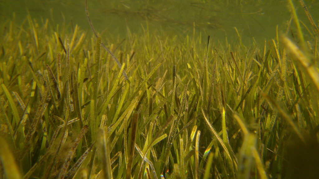 An underwater image shows a collection of green seagrasses.
