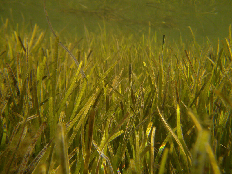 Warm Waters Disrupt Seagrasses’ Microbial Environment