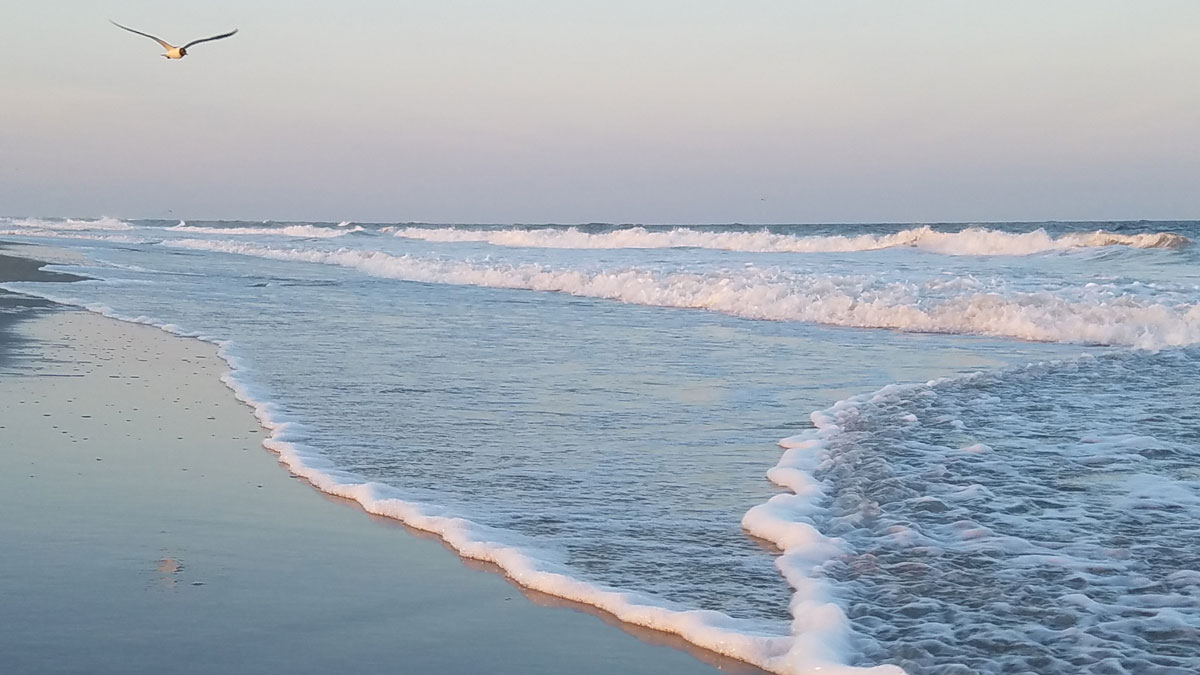 View looking down a beach with small waves and sea foam washing ashore while a single bird flies above.