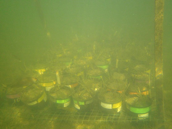 An underwater photo shows a metal array upon which many buckets sit. Each bucket holds sediment in which seagrasses are planted.