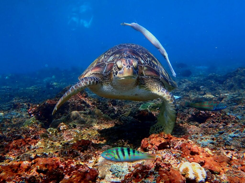 A turtle floats above a bed of coral on the ocean floor.