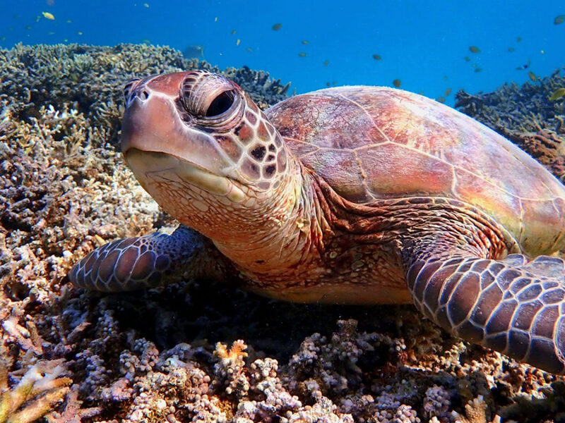 Turtles May Migrate Using Earth’s Magnetic Field