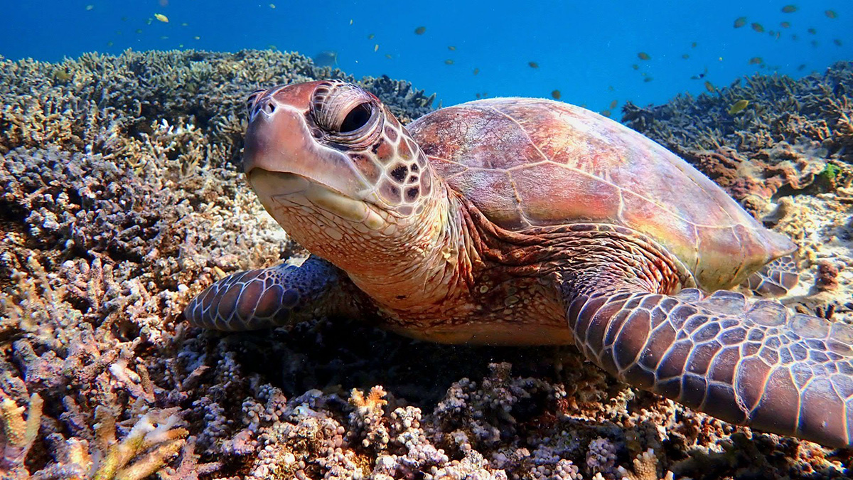 A turtle rests on a bed of coral beneath the ocean.