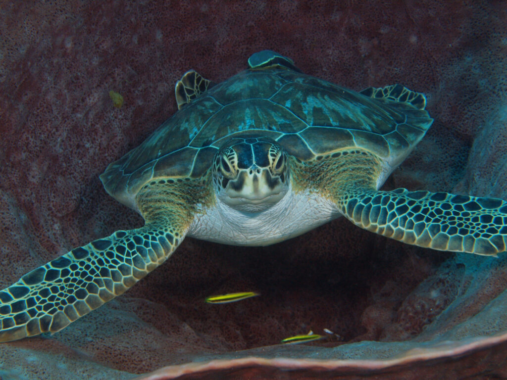 A green turtle floats within a barrel sponge, which looks like a tunnel slightly wider than the turtle.