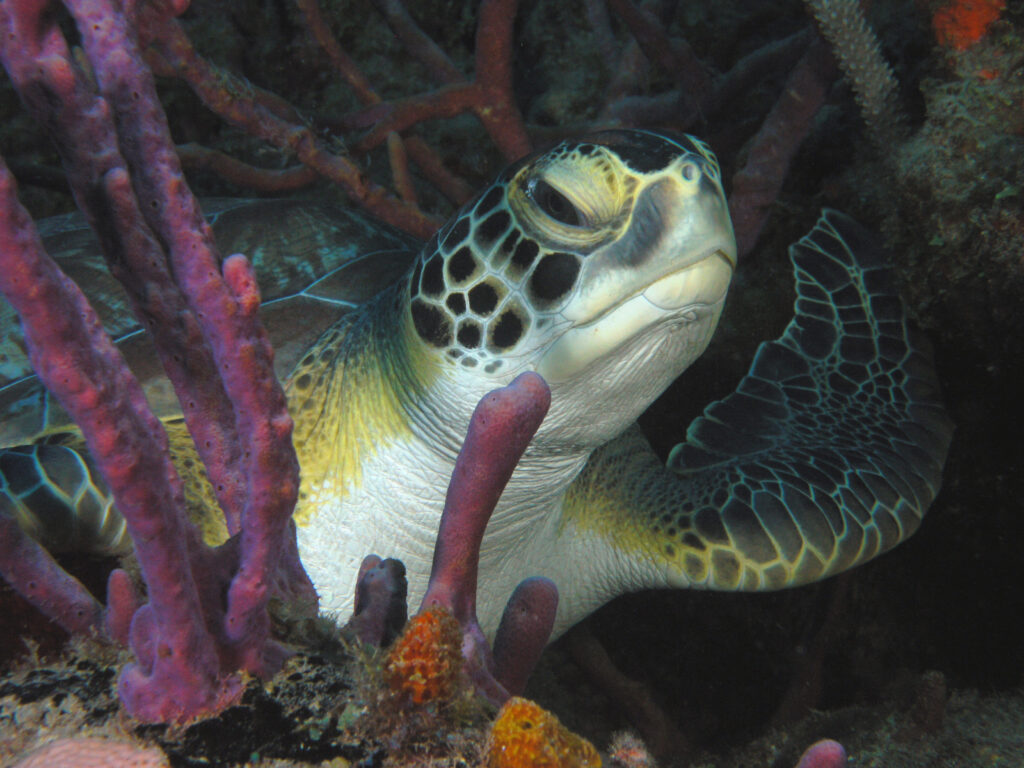 A closeup photo shows a turtle's face amid a bed of coral.